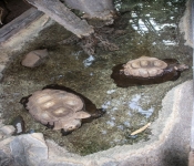 2019 02 21 MNNewZoo 036